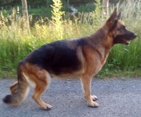 Étalon Berger Allemand - Gala de la Vallée de la Garde