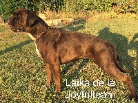 Étalon Boxer - Laika De La Joyful Team