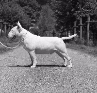 Étalon Bull Terrier - Just'in heart du Crystal Bombe