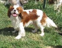 Étalon Cavalier King Charles Spaniel - Lypton de Paline