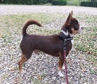 Étalon Chihuahua - bellissimo bravo Apollo