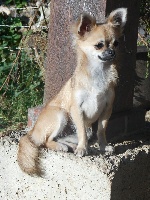 Étalon Chihuahua - Jenna (Sans Affixe)