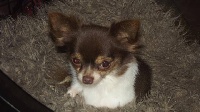 Étalon Chihuahua - Jappeloup (Sans Affixe)