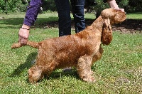 Étalon Cocker Spaniel Anglais - Flower-mon de la vallée véroullier