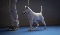 Étalon Fox Terrier Poil lisse - CH. Jazy du Manoir Saint Adrien