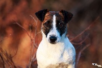 Étalon Jack Russell Terrier - [marumbi] munde elenwë D'Austral Et Boréal