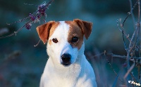 Étalon Jack Russell Terrier - chakys jack Snow girl [joina]