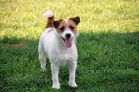 Étalon Jack Russell Terrier - Jolie lili du Domaine de Rupembert