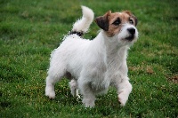 Étalon Jack Russell Terrier - Junior dit georges Du Domaine De Mafleurio