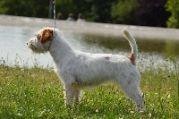 Étalon Jack Russell Terrier - Royal Fox Road Make up forver