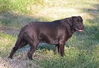 Étalon Labrador Retriever - Milady cinnamon D' Ombrelune