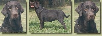 Étalon Labrador Retriever - Jeeloh of Crystal Valley