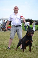 Étalon Rottweiler - CH. Adebayor haus of lazic