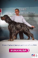 Étalon Setter Gordon - Jingo Des Plaines Du Coglais