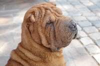 Étalon Shar Pei - CH. Tagri Edcher Toulouse
