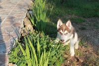 Étalon Siberian Husky - Inquisitive game dite iris Of pack-ice wolves