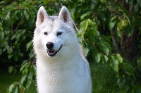 Étalon Siberian Husky - Just a kiss for you of Arctic Wolf Dream 
