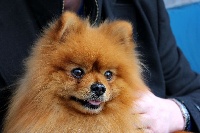 Étalon Spitz allemand - CH. J'little chewbacca des Gardiens d'Hadès