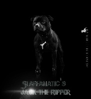 Étalon Staffordshire Bull Terrier - Staffanatic's Jack the ripper