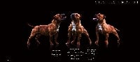 Étalon Staffordshire Bull Terrier - Staffanatic's Just the new red devil