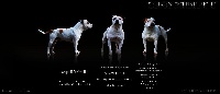 Étalon Staffordshire Bull Terrier - Staffanatic's Honor respect and loyalty