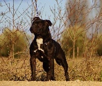 Étalon Staffordshire Bull Terrier - Lady saw summer love des kitchou'Pitchou