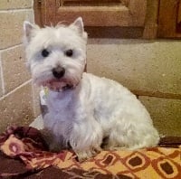 Étalon West Highland White Terrier - Joia Du Mas Des Lilas