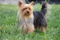 Étalon Yorkshire Terrier - Laïka de la Générade