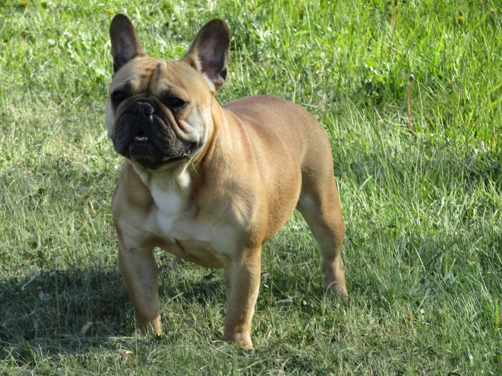 Les Bouledogue français de l'affixe   One Way Ticket