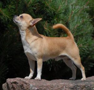 Chihuahua - CH. bai kuin U-piter