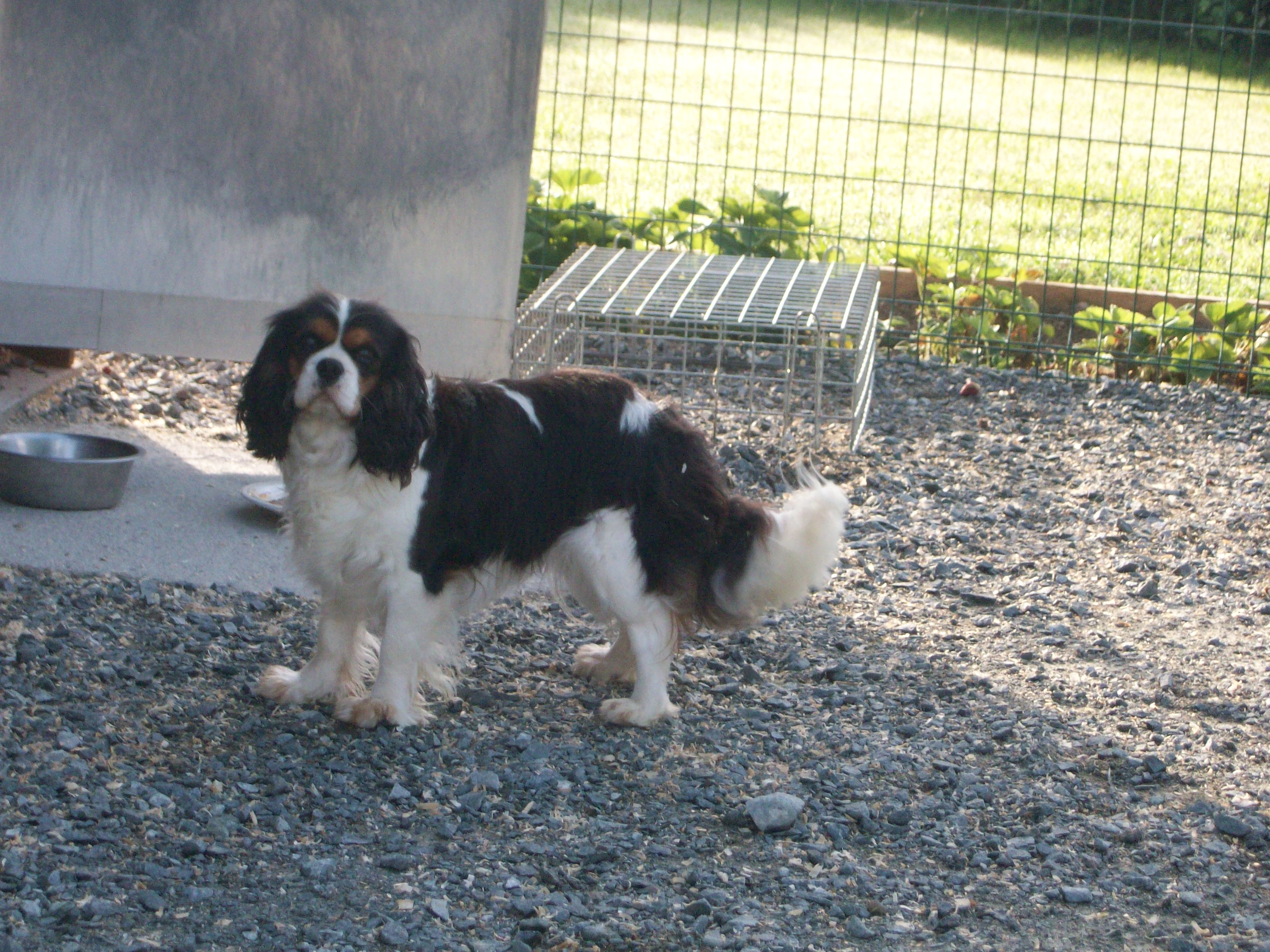 Les King Charles Spaniel de l'affixe   du clos des musiciens