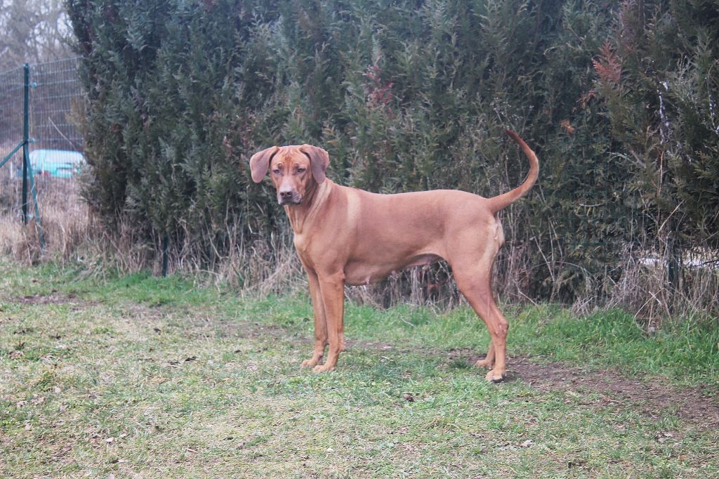 Les Rhodesian Ridgeback de l'affixe   African Shadows