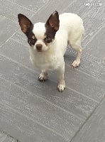 Étalon Chihuahua - Hep la (Sans Affixe)