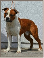 Étalon American Staffordshire Terrier - Corazon del mejor de arcness