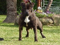 Étalon American Staffordshire Terrier - Laskar (Sans Affixe)