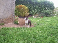 Étalon Boston Terrier - I'm joy de Milantosa