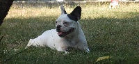 Étalon Bouledogue français - Julia du Manoir des Terres Froides