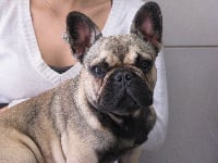 Étalon Bouledogue français - Legende du castelle Saint Claire