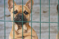 Étalon Bouledogue français - Miss cookie Les Joyaux de la Vallee