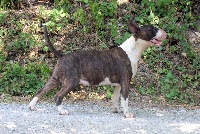Étalon Bull Terrier - Jiji lou Prouvencaou