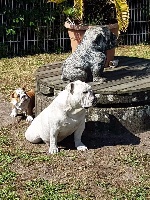 Étalon Bulldog Anglais - Jao sunny side Of Georgia's Pride