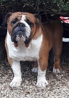 Étalon Bulldog Anglais - Love story of Richard Croze