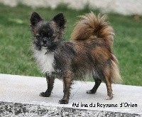 Étalon Chihuahua - Melina Du Royaume Dorion