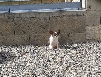 Étalon Chihuahua - Irling Land van mechelaar