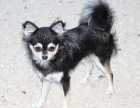 Étalon Chihuahua - Judie (Sans Affixe)