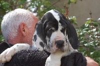 Étalon Dogue allemand - Marguerite des Templiers Cathares