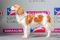 Étalon Petit chien hollandais de chasse au gibier d'eau - CH. Déclic Lademoiselle