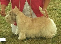 Étalon Scottish Terrier - CH. Verascott Mull of kintyre