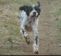 Étalon Setter Anglais - Lysa Des Monts D'occitanie