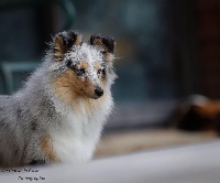 Étalon Shetland Sheepdog - La belle frenchie du Cap de la Coste